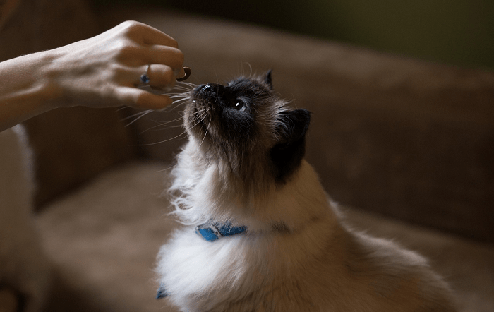 Seu pet está mesmo com fome? Entenda como funciona a saciedade em cães e gatos