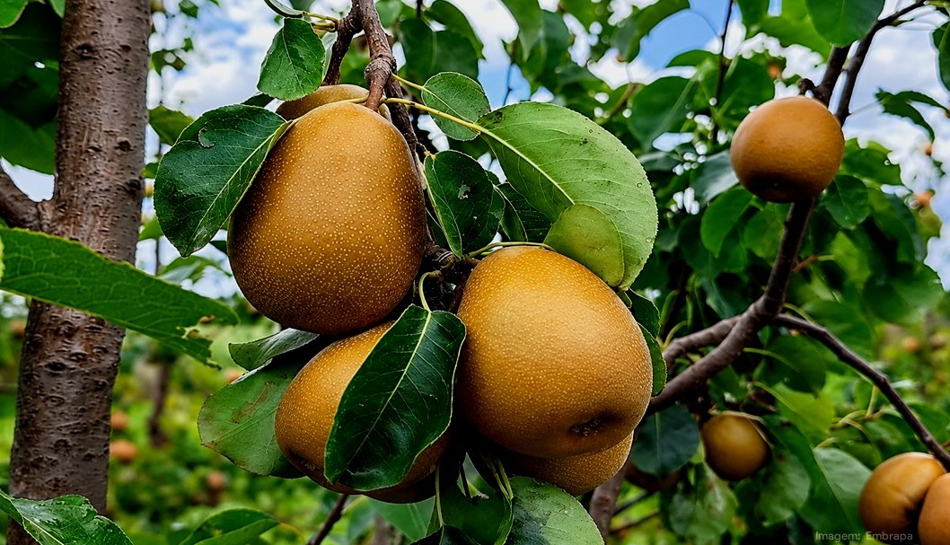 Nova cultivar de pera tem potencial produtivo de quase 30 toneladas por hectare