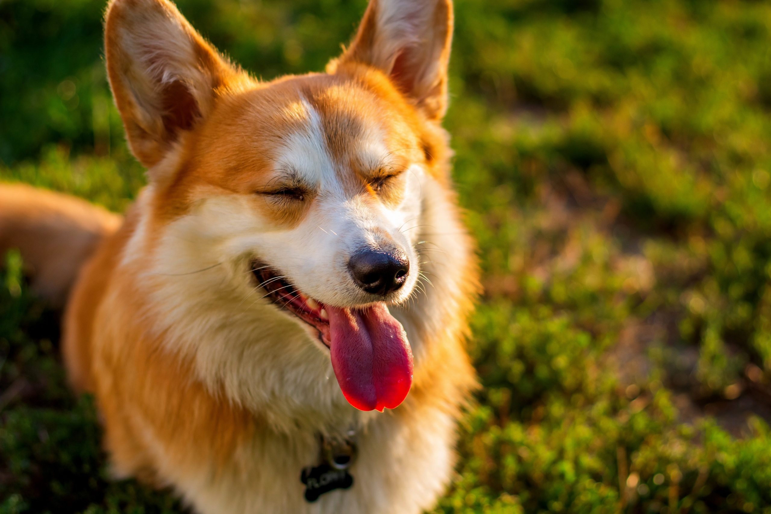 Evitar alguns ingredientes na dieta previne alergias em pets