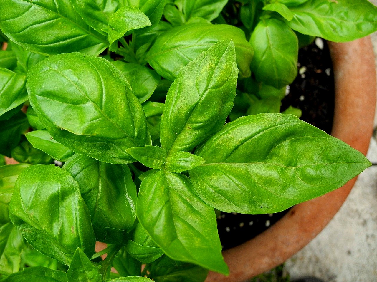 Manjericão em vaso: conheça 5 variedades para cultivar em casa e usar na cozinha