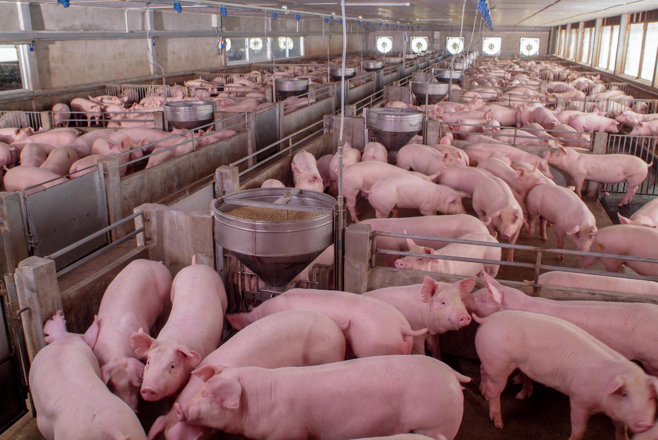 Indústria suína vai prestar contas sobre bem-estar animal