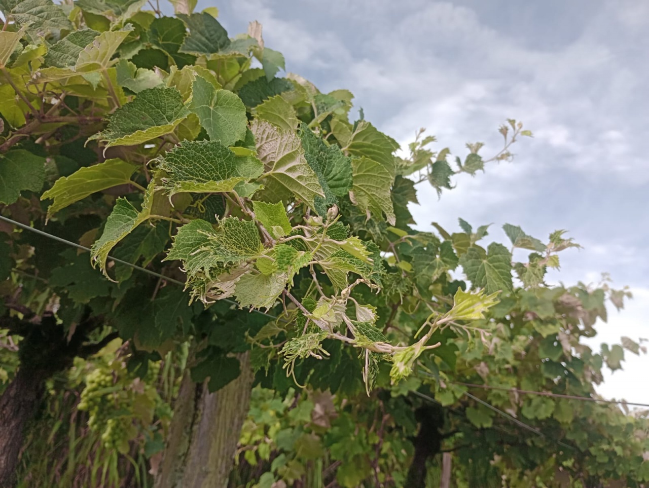 Herbicidas causaram prejuízo de R$ 210 milhões à produção de uvas no RS; entenda