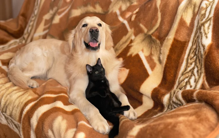 Por que cães e gatos não podem receber os mesmos cuidados de saúde?