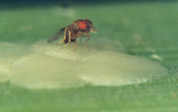 Embrapa disponibiliza nova edição de guia para auxiliar na identificação de parasitóides no Brasil