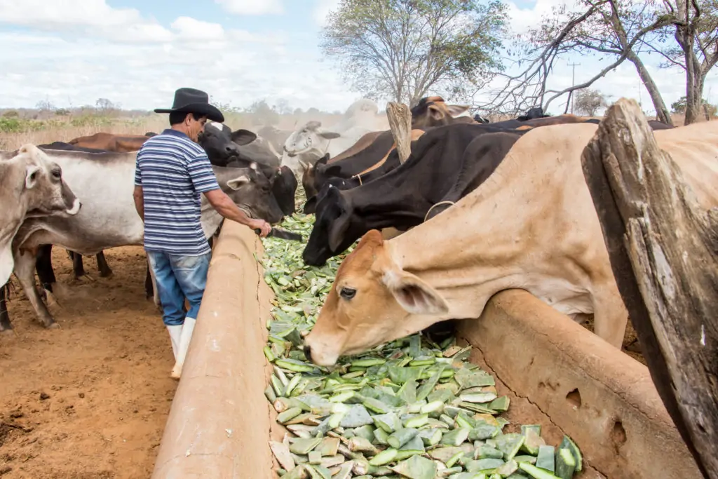 Forrageiras ampliam resiliência da pecuária no Semiárido ganham mais adeptos