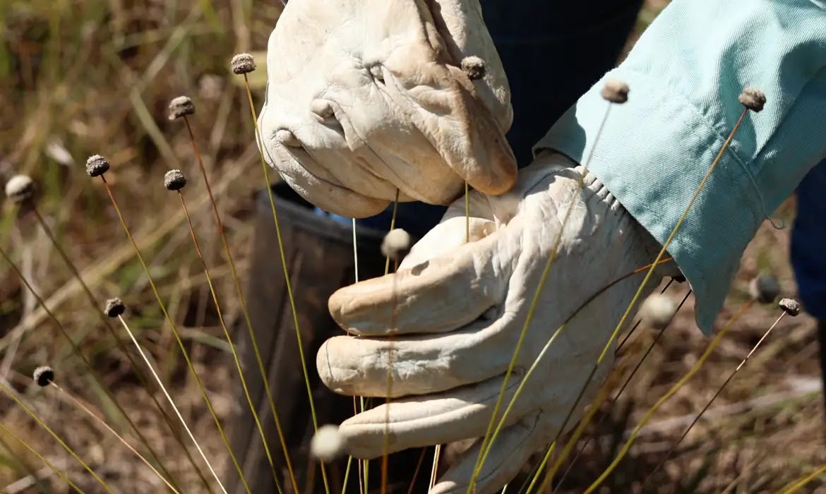 Plantas consideradas extintas são redescobertas em Minas Gerais