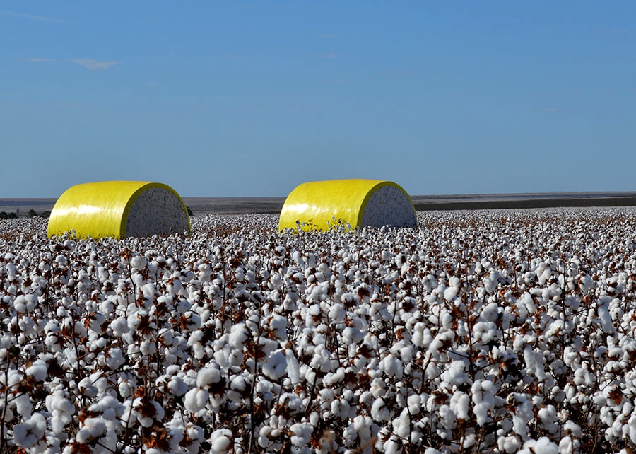 Sanidade e alta produtividade são atributos das novas cultivares de algodão