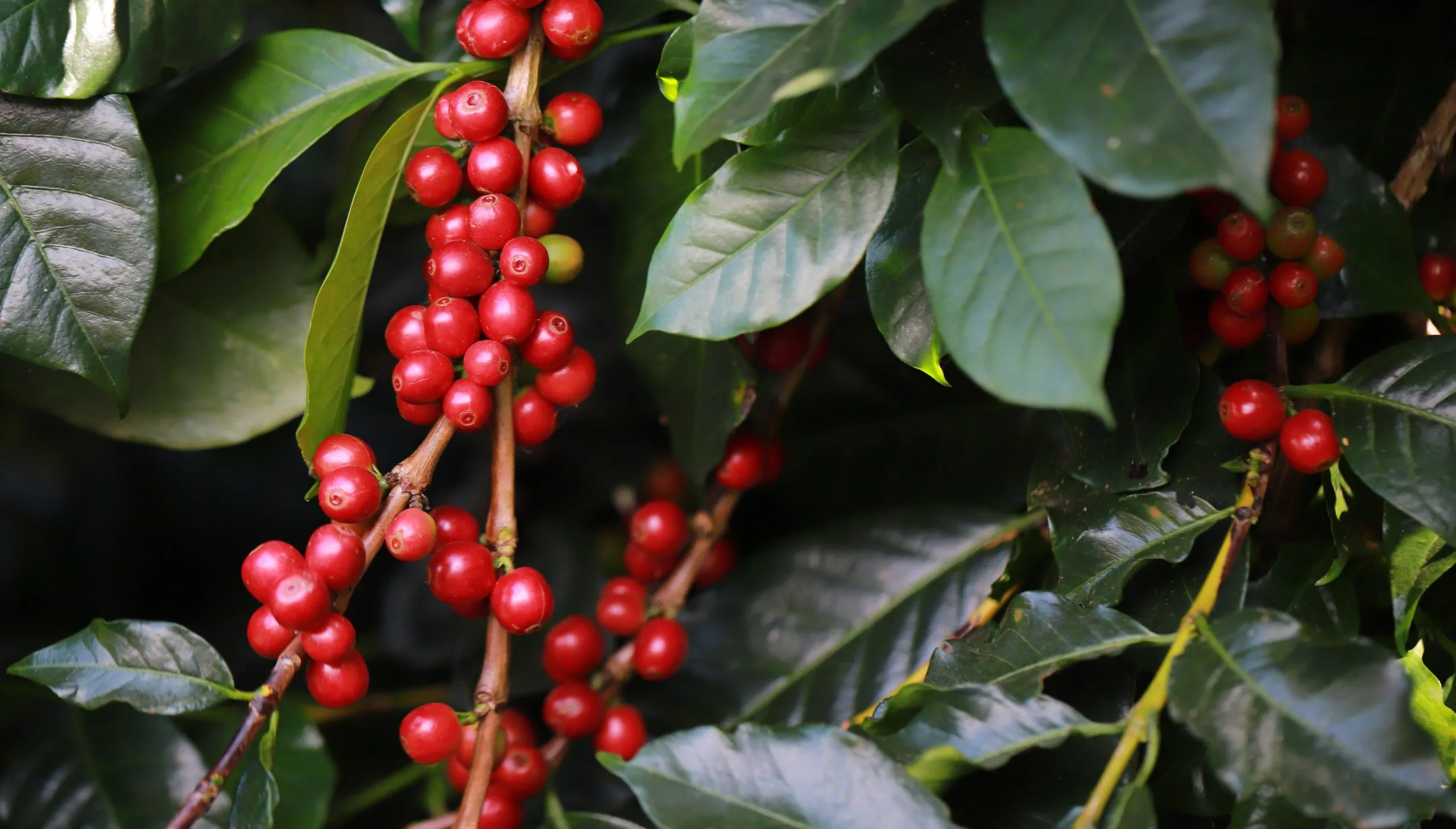 El Niño coloca a próxima safra de café em alerta