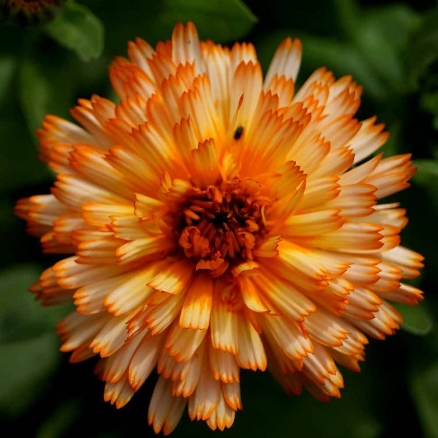 Seis espécies de flores para fugir do comum no jardim