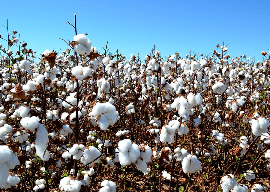 Sanidade e alta produtividade são atributos das novas cultivares de algodão
