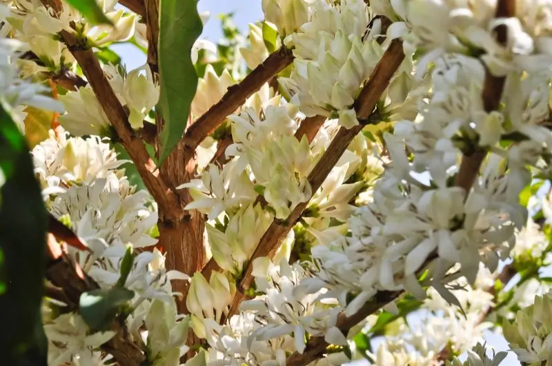El Niño coloca a próxima safra de café em alerta