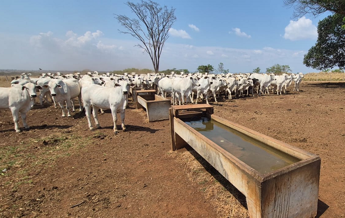 Entenda como a qualidade da água impacta na produtividade da pecuária