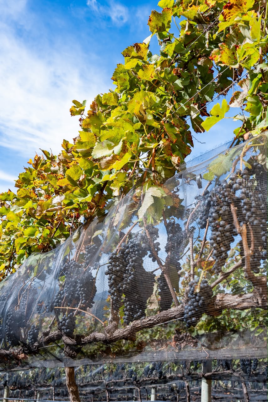 Na Mantiqueira, Rio Manso transforma a colheita de inverno em vinho