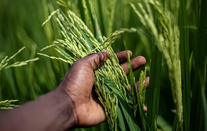 Pesquisa revela caminhos para aumentar teor de ferro no arroz sem prejudicar a planta