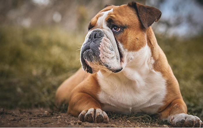 Doenças cardíacas em cães podem evoluir silenciosamente e exigem atenção