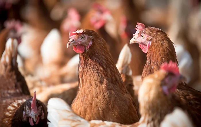 O que é preciso entender sobre os casos de salmonella e sanidade avícola