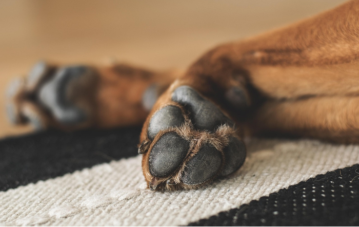 O que as patas revelam sobre a saúde de cães e gatos