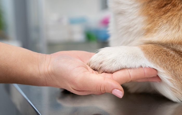 O que as patas revelam sobre a saúde de cães e gatos
