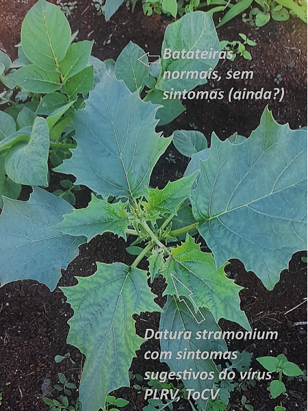 Plantas indicadoras podem ajudar a proteger a produção de batata-semente
