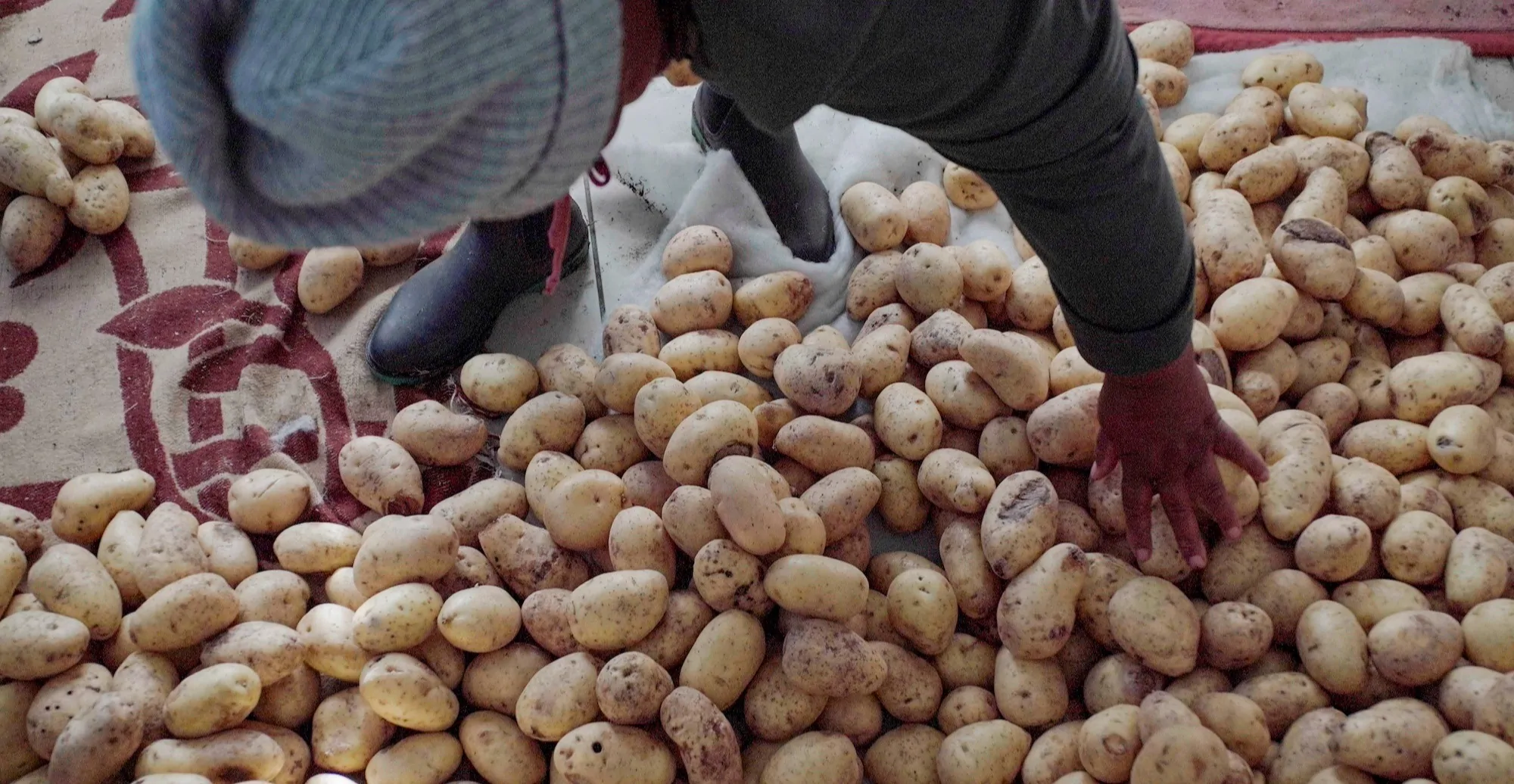 Batata vira grande aliada para combate à fome na África