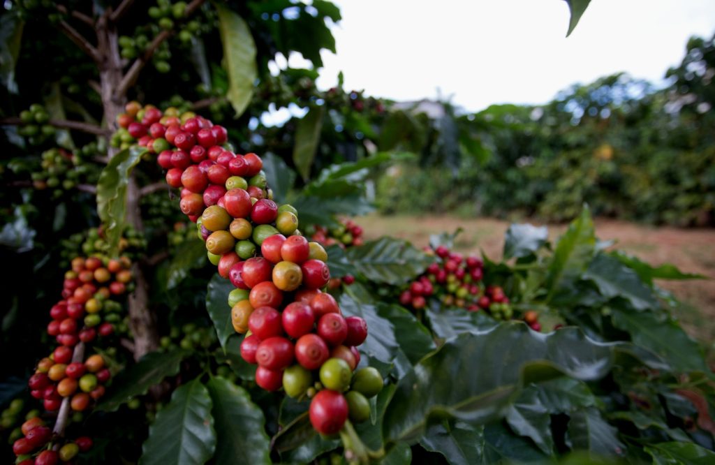 Você sabe quais são as diferença entre café arábica, robusta, tradicional e especial?