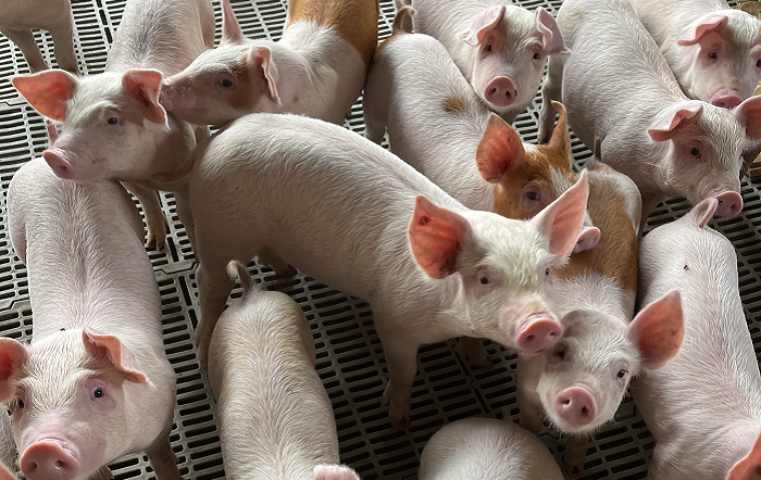 Coalizão lança manifesto que relaciona bem-estar animal à prevenção de doenças e ao uso racional de antimicrobianos