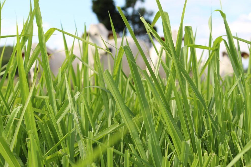 Pasto-verde–3-