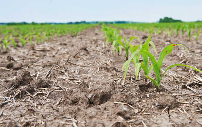 Nova lei amplia instrumentos de gestão de riscos no agronegócio e fortalece o seguro rural