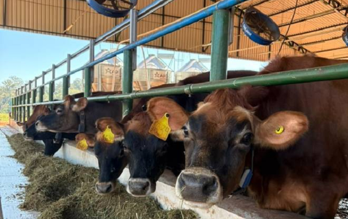 Universidade investiga sustentabilidade e bem-estar animal na produção de leite