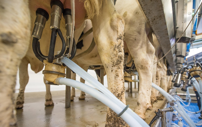 Estudo mostra que qualidade da água pode estar relacionada à eficiência da produção leiteira