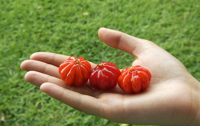 Estudo desenvolvido em laboratório aponta que fibras de pitanga e cambuci ajudam a reduzir viabilidade de células de câncer colorretal