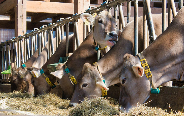 Coalizão lança manifesto que relaciona bem-estar animal à prevenção de doenças e ao uso racional de antimicrobianos
