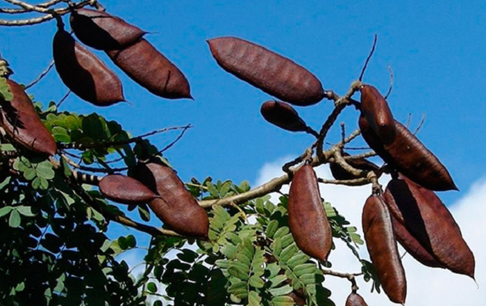 Novas possibilidades para o campo: material inovador pode contribuir para o tratamento de sementes
