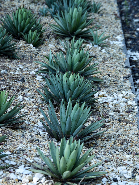 Laboratório estuda memória das plantas e estratégias para aumentar tolerância à seca