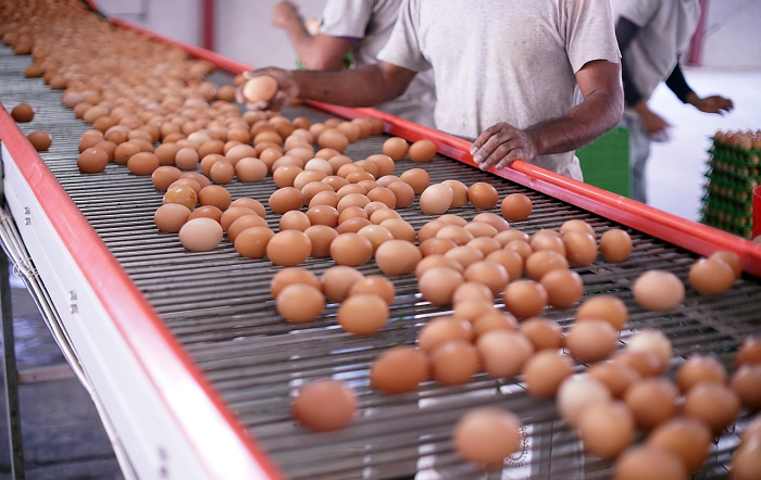 Produção brasileira de ovos deve alcançar recorde de 64,8 bilhões de unidades em 2026