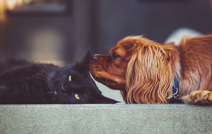 Primavera: mudanças de rotina pedem atenção à pele, aos olhos e às orelhas dos pets